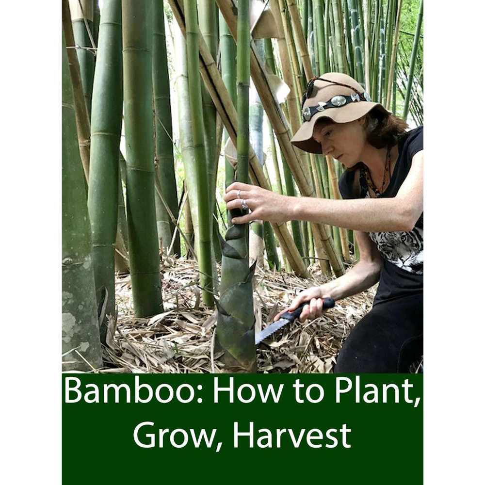 bamboo harvesting